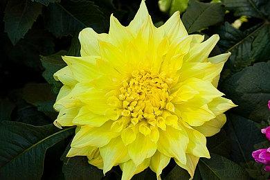 经典回归 《最终幻想战略版》监督暗示重制可能性